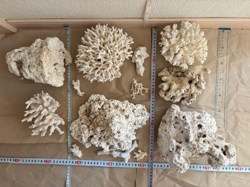超豪華!　天然サンゴ 大量セット