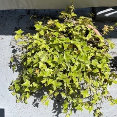 アイビー鉢植えの画像