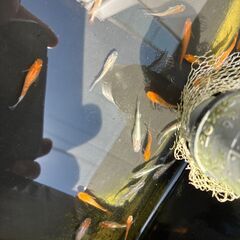 10匹　1000円 ミックス【めだか】【メダカ】＿の画像