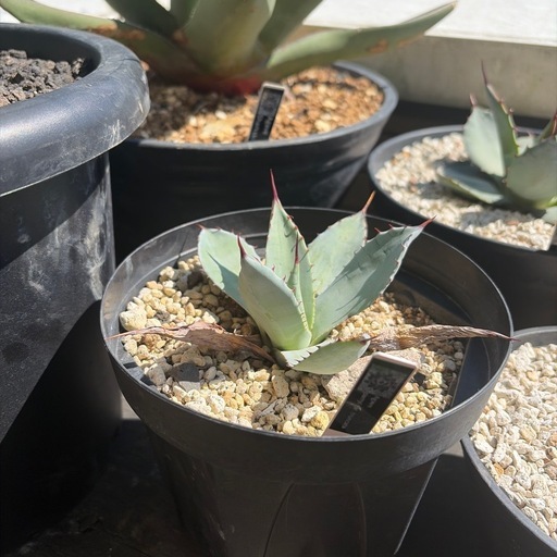 ユッカ　ロストラータ 観葉植物「ユッカ ロストラータ」の育て方ガイド | 花言葉：『勇壮 
