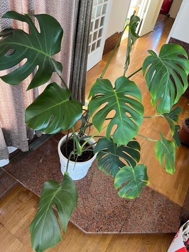 モンステラ鉢植え