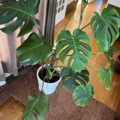 モンステラ鉢植えの画像