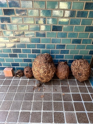 スズメバチの巣