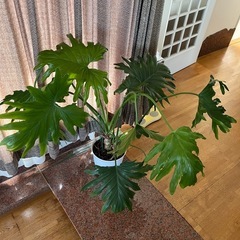 セローム鉢植えの画像