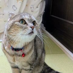 スコティッシュフォールド１１歳