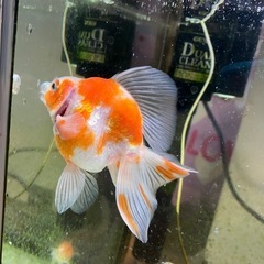 飯田琉金1匹ブロードテール琉金2匹の画像