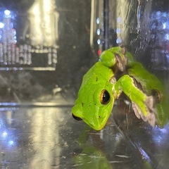 モリアオガエル ペア カエル
の画像