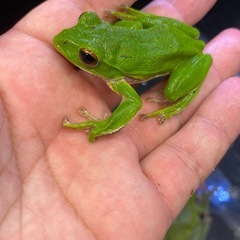 モリアオガエル ペア カエル
の画像