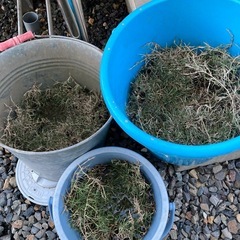 芝　芝生　苗の画像