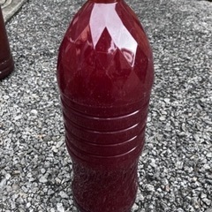 メダカ　ゾウリムシ500ml＆PSB 500ml  オロチメダカ2匹セット（オロチメダカはランダムになります）②の画像
