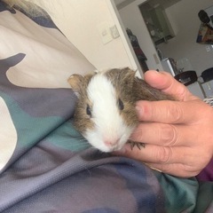 モルモットの里親募集です。
