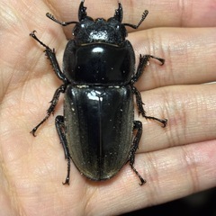 スマトラオオヒラタ(♂♀♀)の画像