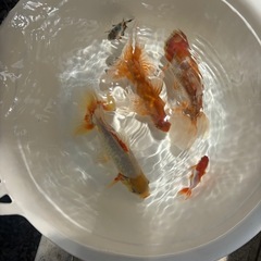 金魚　全部　
の画像