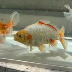 金魚　全部　
の画像