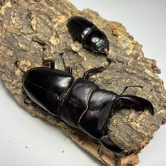 テイオウヒラタクワガペアタ　‼️特価‼️③の画像