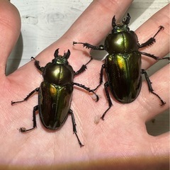 ニジイロクワガタ　ペアの画像