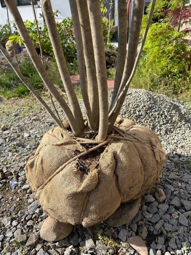 アオダモ 株立ち 約3.0m｜植栽込み