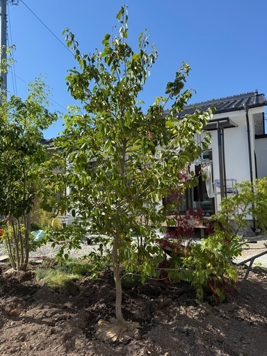 ソヨゴ 一本立ち 約2.5m｜植栽込み