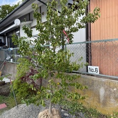 【常緑樹・シンボルツリー・目隠しにも】ソヨゴ①（一本立ち）約2.5m｜植栽込みの画像
