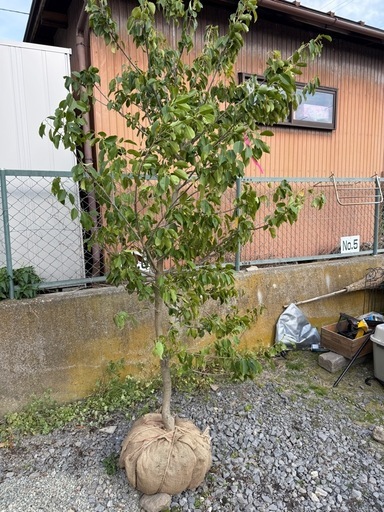 ソヨゴ 一本立ち 約2.5m｜植栽込み