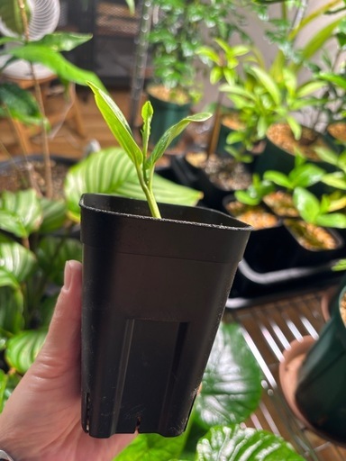 バオバブ・アダンソニアディキタータ実生苗 (いぬさん) 中津の家庭用品