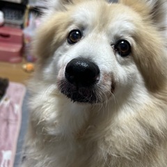 犬種の中では大きめの男の子 - 香南市