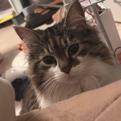 ノルウェージャンフォレストキャット