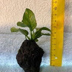 アヌビアスナナプチ石付き（斑入り）①の画像