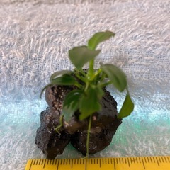 アヌビアスナナプチ石付き②の画像