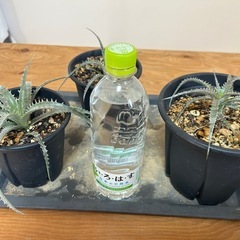 ディッキア　フォステリアーナ　hyb 子株　観葉植物　多肉植物　ドライガーデン　鉢ごと　ブロメリアの画像