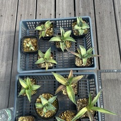 アガベ　チタノタブルー　実生　観葉植物の画像