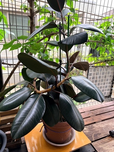 Amazon｜バーガンディー 5号 黒ゴムの木 フィカス 観葉植物｜観葉植物 フィカス・バーガンディー（ゴムの木の一種）