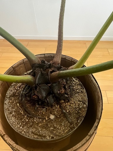 リュウビンタイ　大型観葉植物