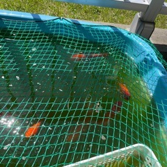 金魚の画像