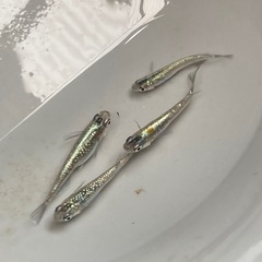 ②めだか👹鬼ラメ👹メダカの画像