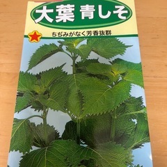 大葉　青シソ　苗の画像