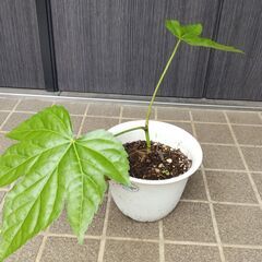 【庭木】ヤツデの鉢植え　大・中・小の画像