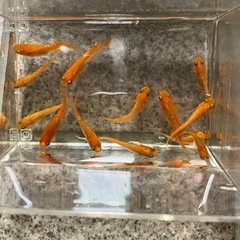 メダカ　紅華　13匹セット
の画像