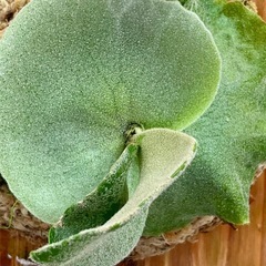 P.willinckii ‘Wild Cat’ 胞子培養 板付◆ビカクシダの画像