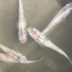 メダカ　改良メダカの画像