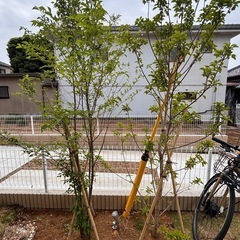 根鉢付き庭木2本（クロガネモチ・エゴノキ）｜外構、植物、グリーンの画像