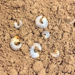 ラトレイユキンイロクワガタ　幼虫　6匹の画像