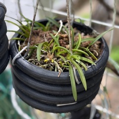 🍀山野草　風蘭の画像