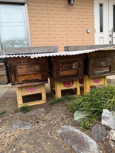 西洋ミツバチ＋中古巣箱
