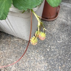 苺の鉢　　　　　の画像