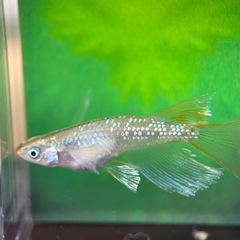 飛輪メダカ　の画像