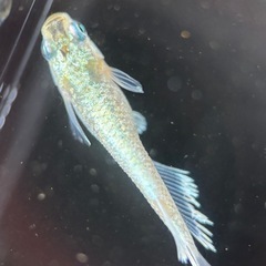 飛輪メダカ　の画像