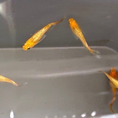 【お取引き中】
金華獣めだか⭐︎メダカ8匹の画像