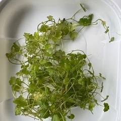 水草の画像