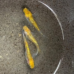草餅（少し赤勝ち）めだかトリオの画像